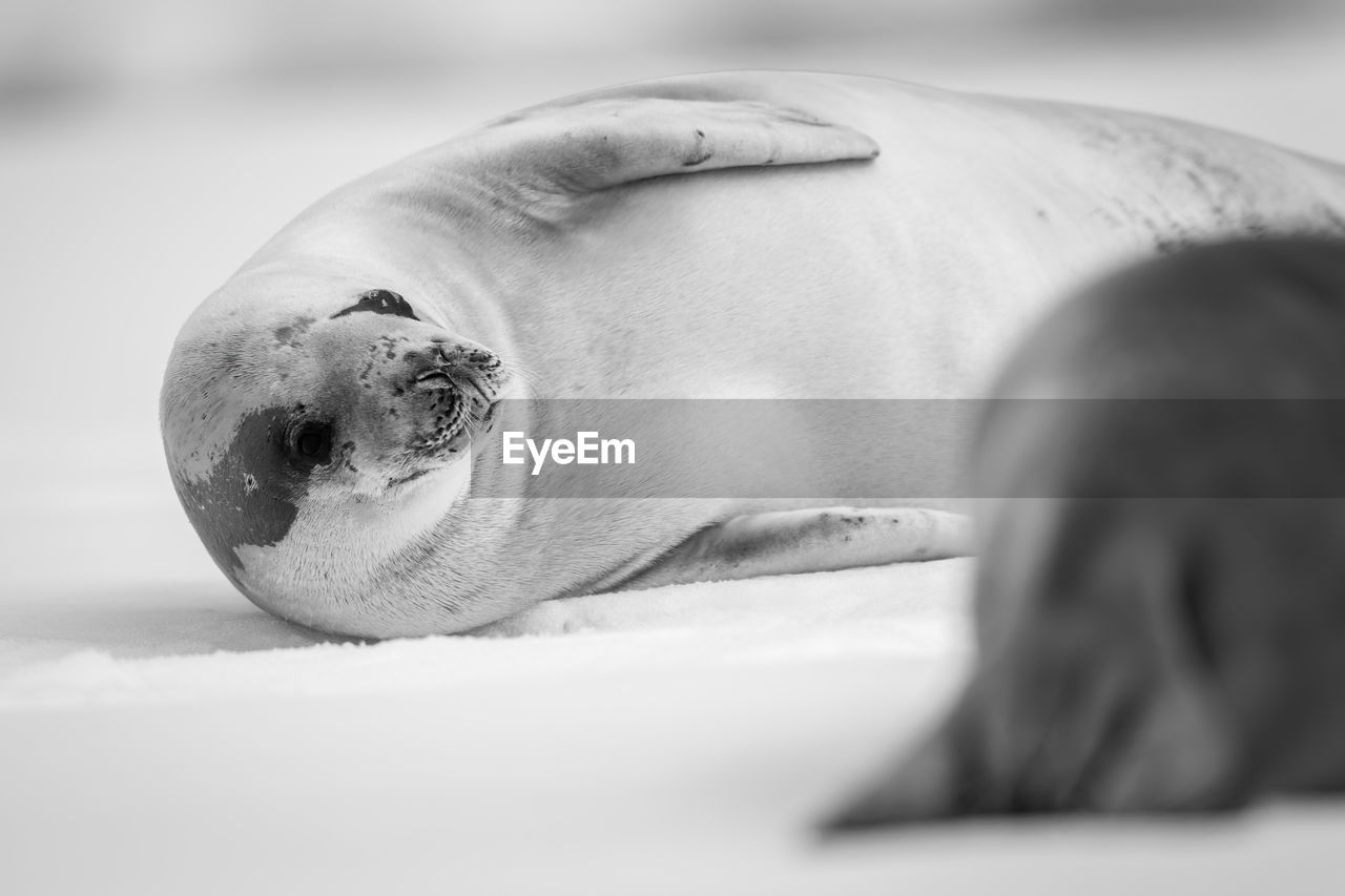 close-up, white, black and white, monochrome photography, monochrome, hand, lying down, black, human head, relaxation, animal, selective focus, animal themes, one animal, mammal, seal, indoors