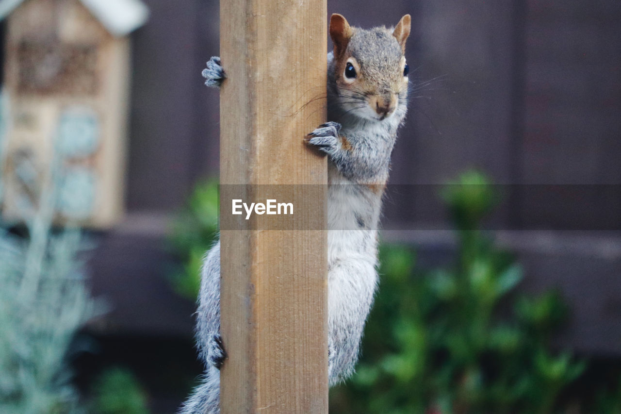 CLOSE-UP OF SQUIRREL