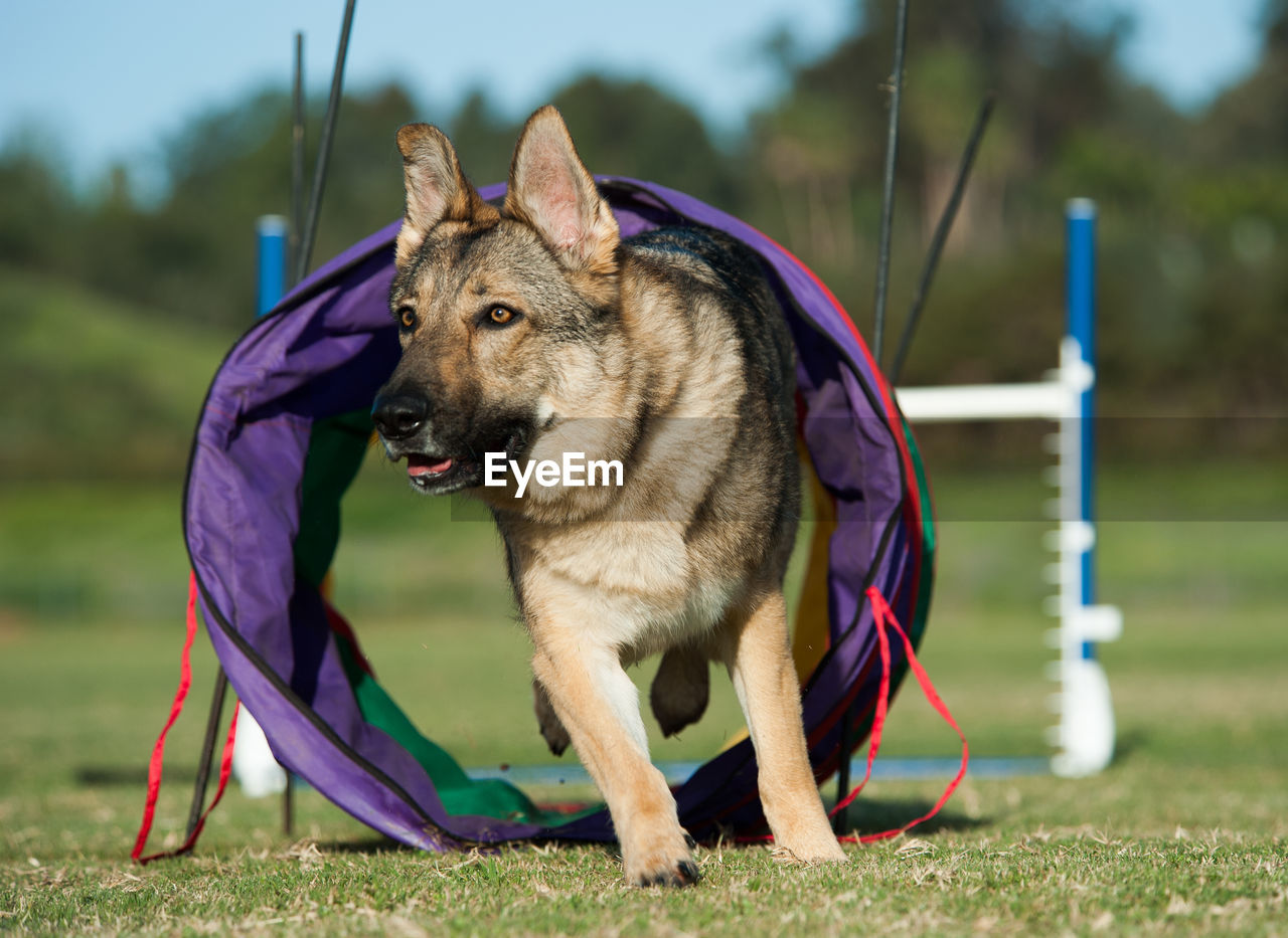 Close-up of dog running through tunnel