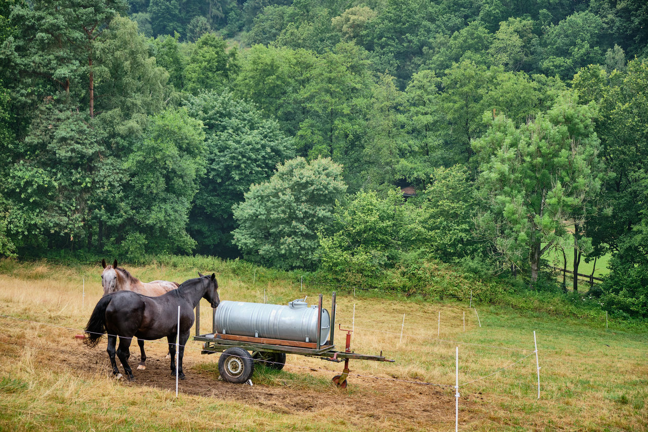 HORSE STANDING IN THE FIELD