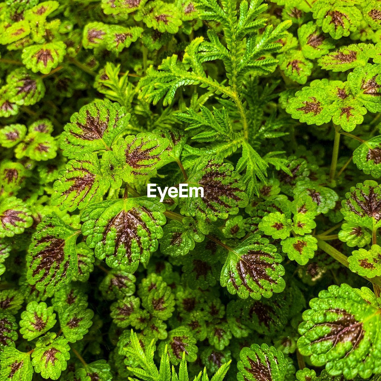 FULL FRAME SHOT OF VEGETABLES