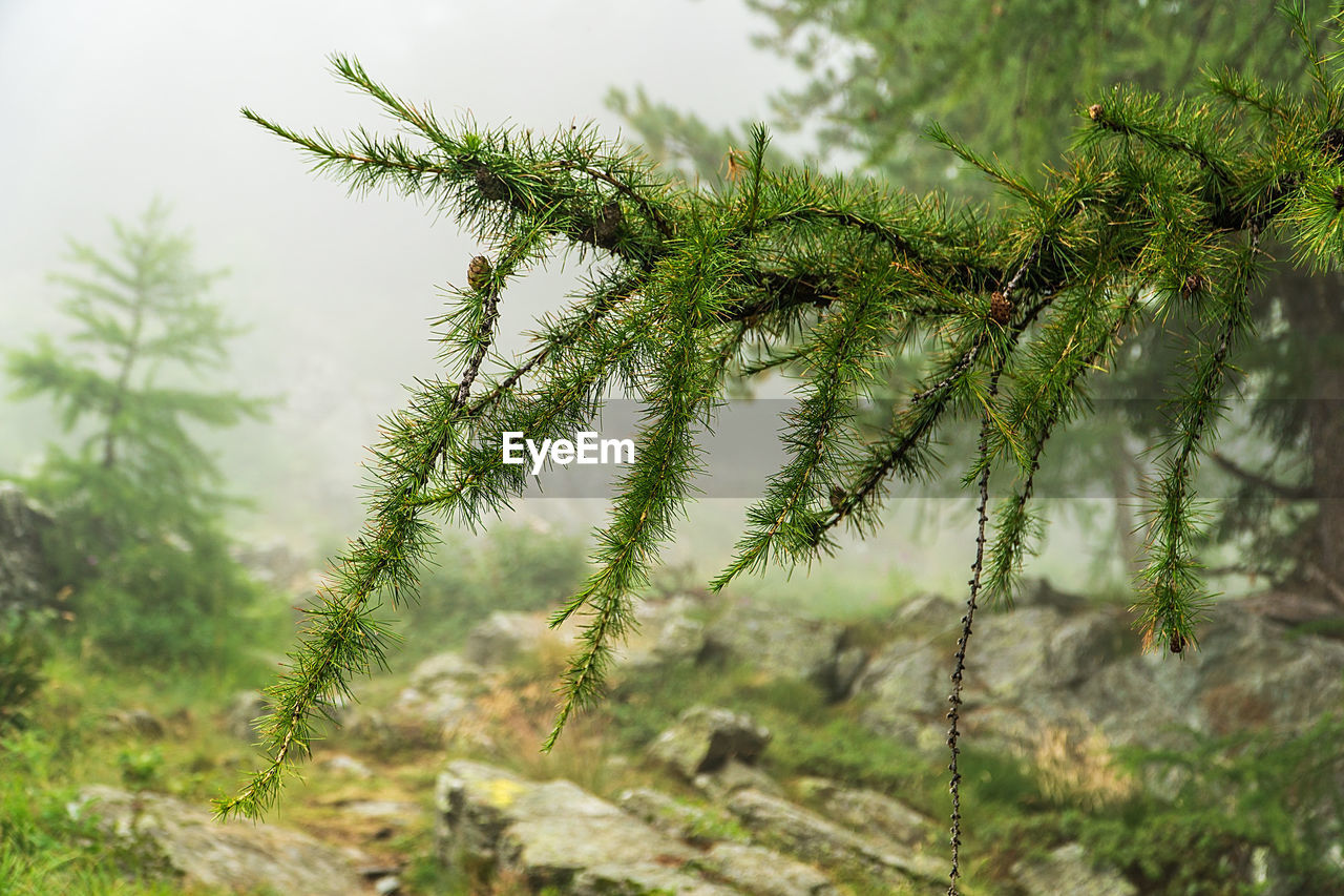 Close-up of pine tree