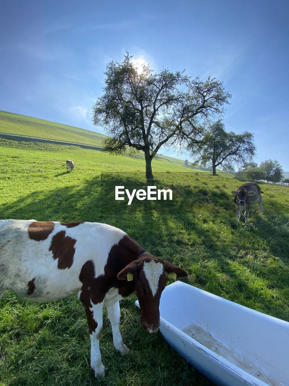 COWS GRAZING ON FIELD