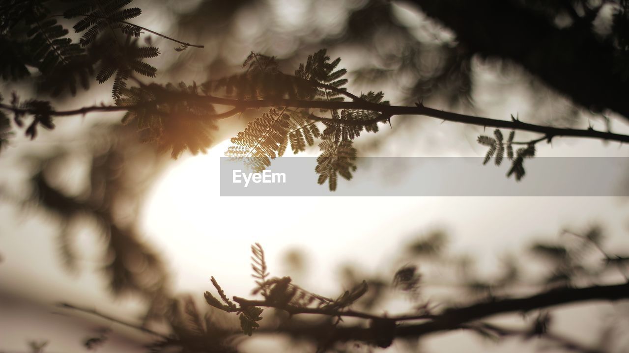 LOW ANGLE VIEW OF SILHOUETTE BRANCHES AGAINST SKY