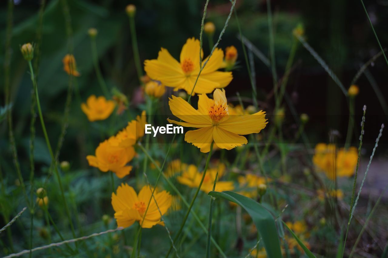 CLOSE-UP OF YELLOW FLOWER BLOOMING OUTDOORS