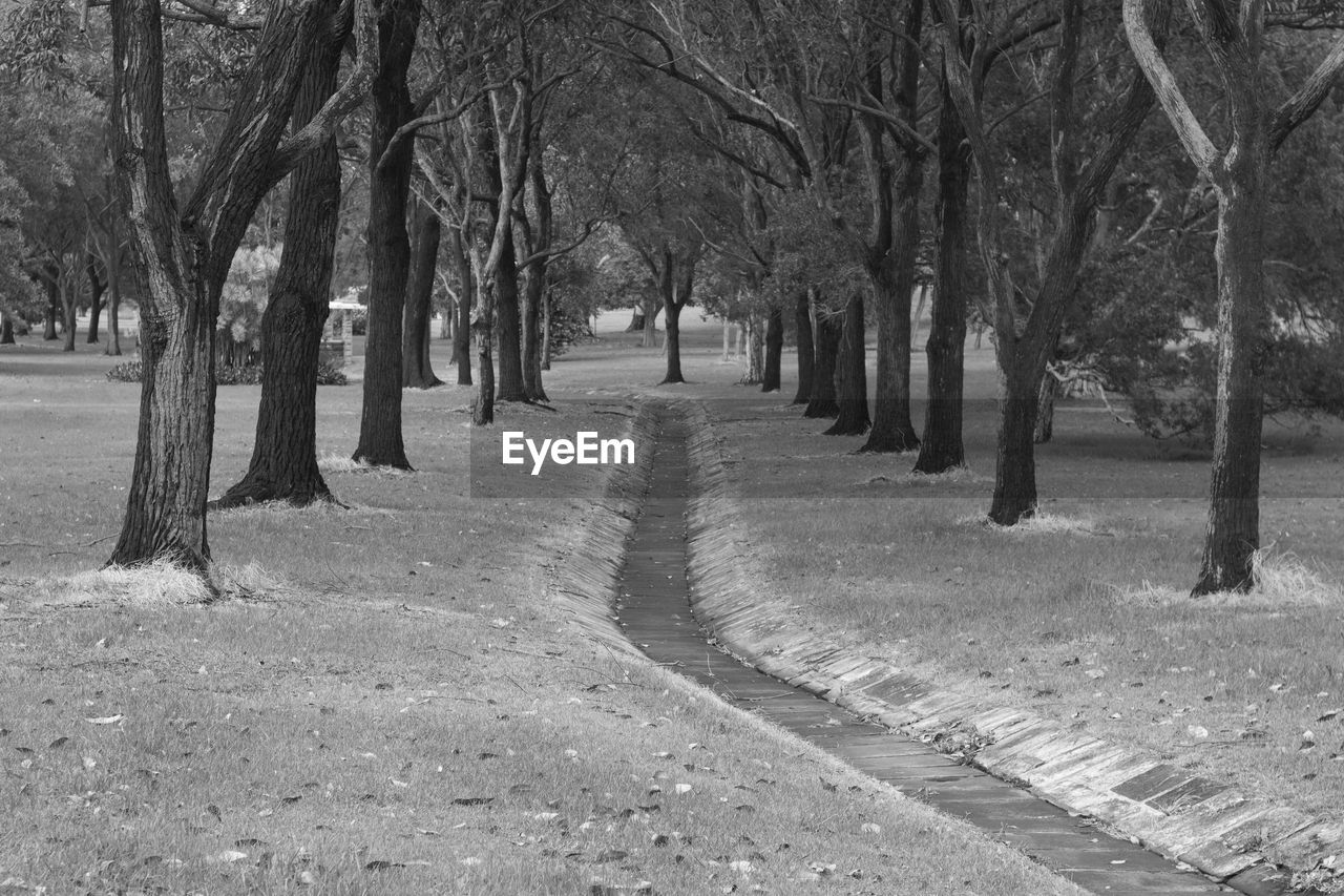 Footpath amidst trees in park