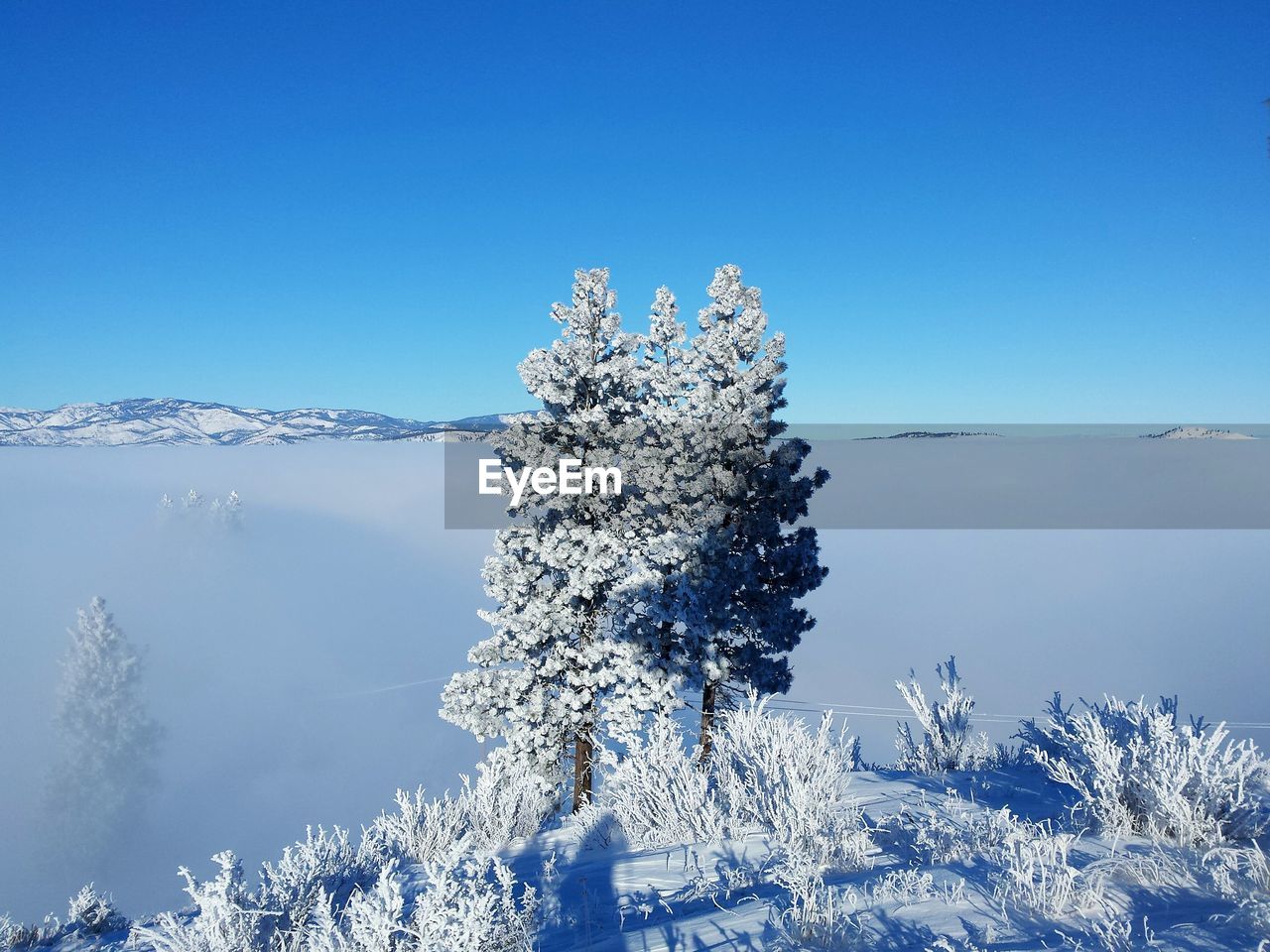 FROZEN TREE AGAINST CLEAR BLUE SKY