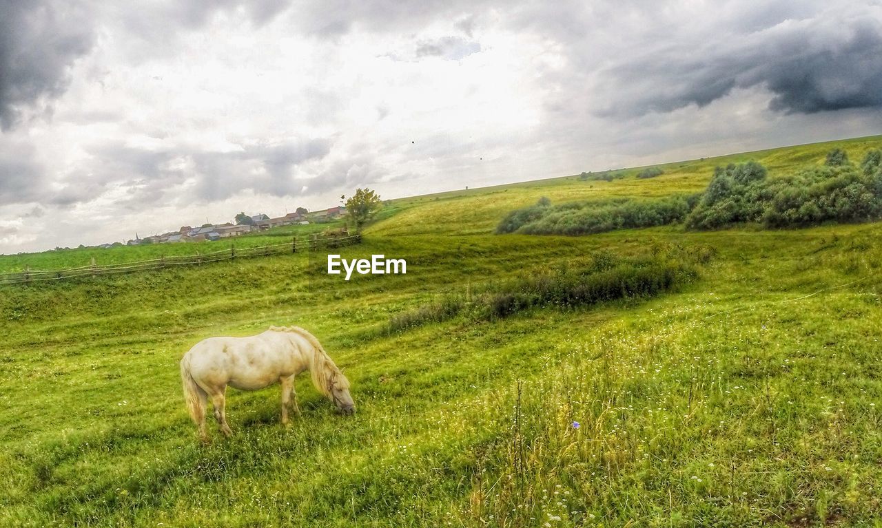 SHEEP GRAZING ON GRASSY FIELD