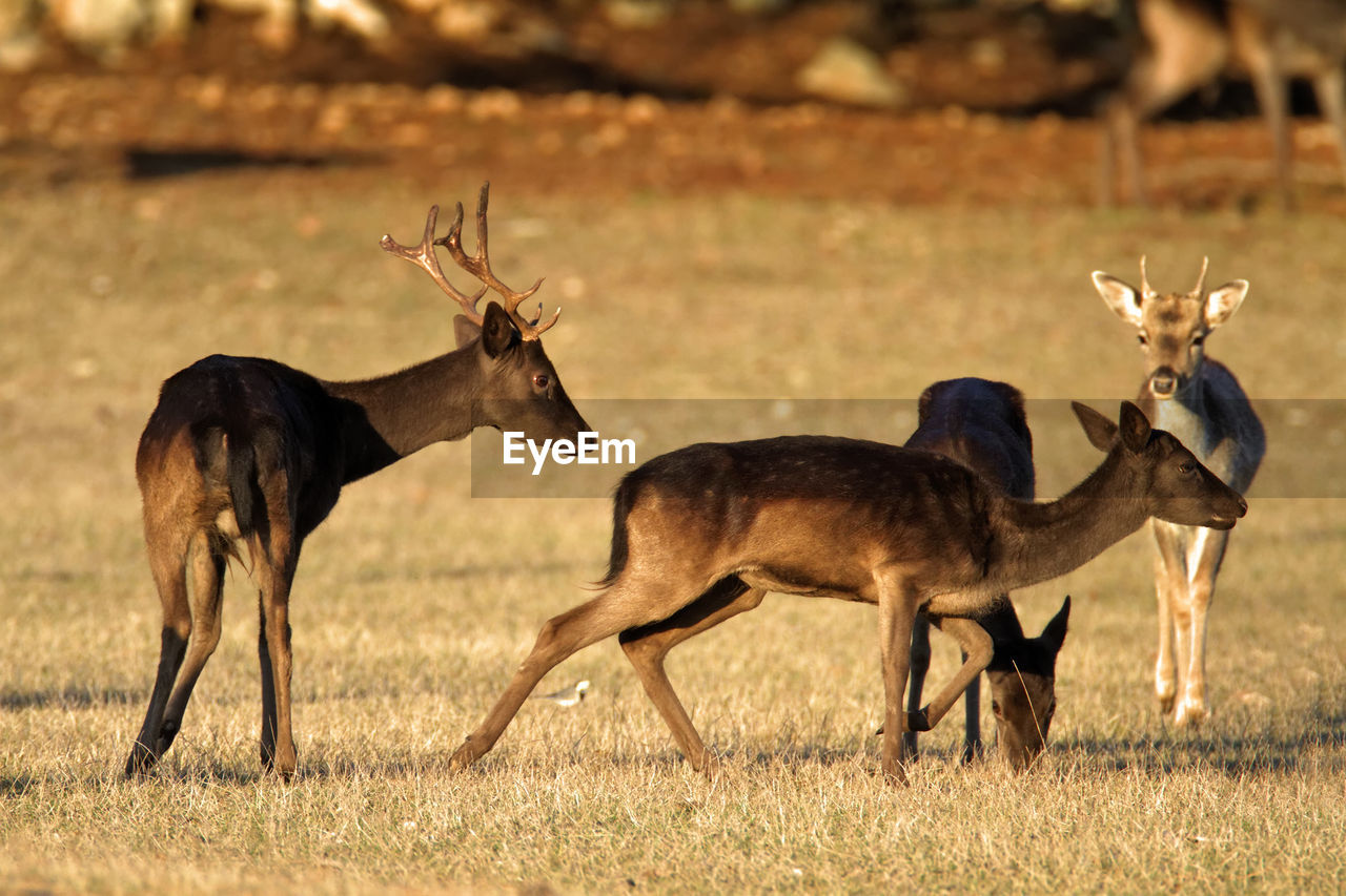 Deer grazing in brijuni national park