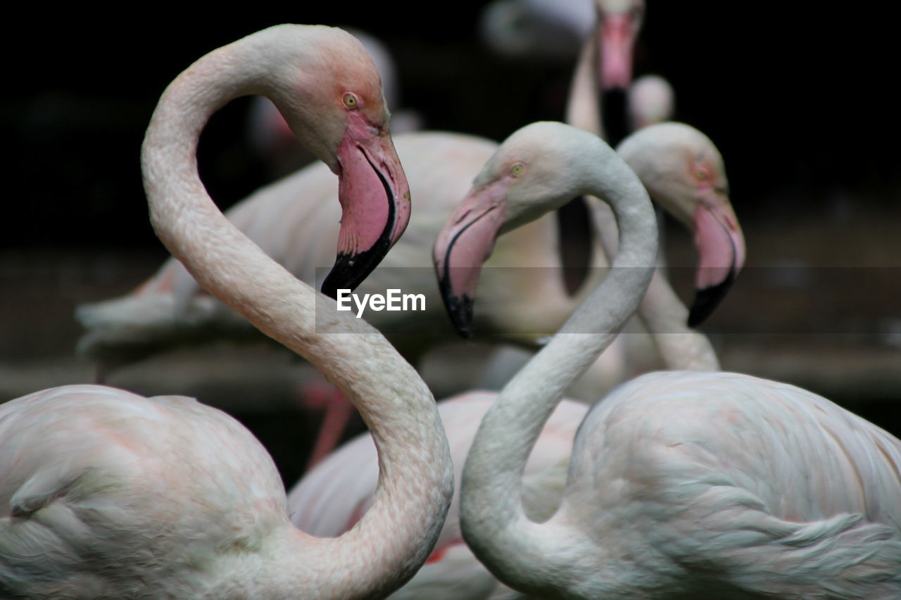 Close-up of birds