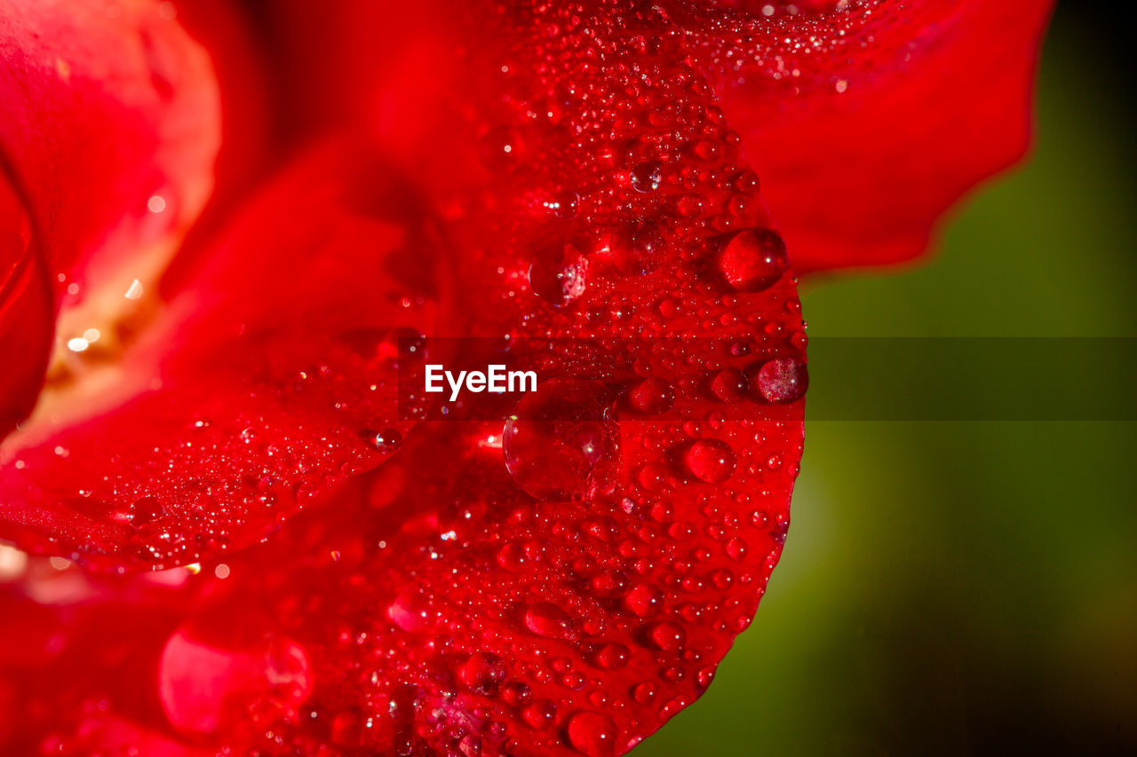 CLOSE-UP OF WATER DROPS ON RED ROSE