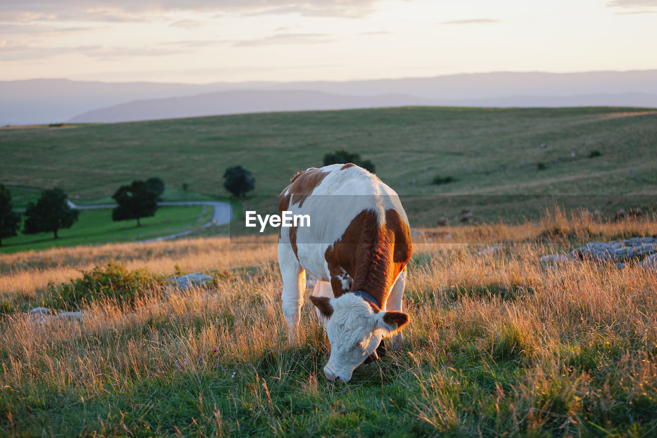 Bovine capture - haute-savoie, france