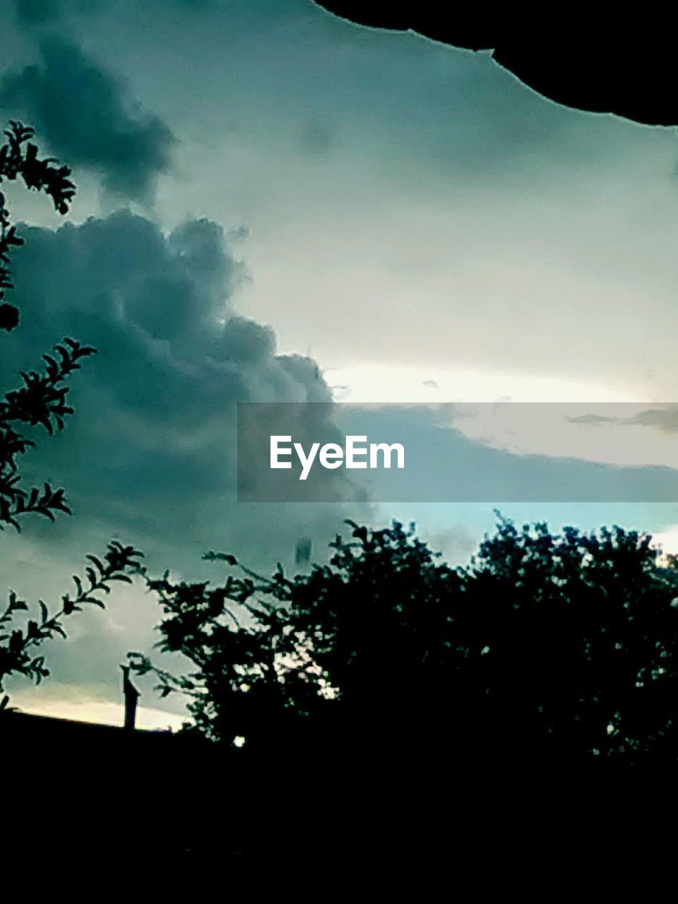 LOW ANGLE VIEW OF TREES AGAINST SKY