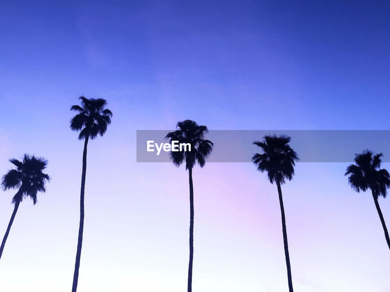 Low angle view of coconut palm trees against sky