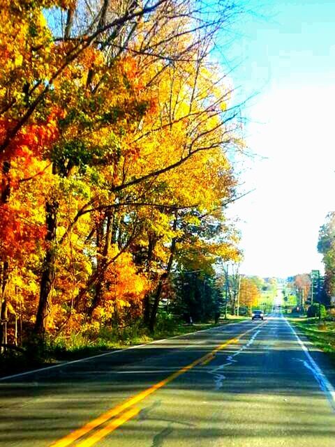 ROAD PASSING THROUGH TREES