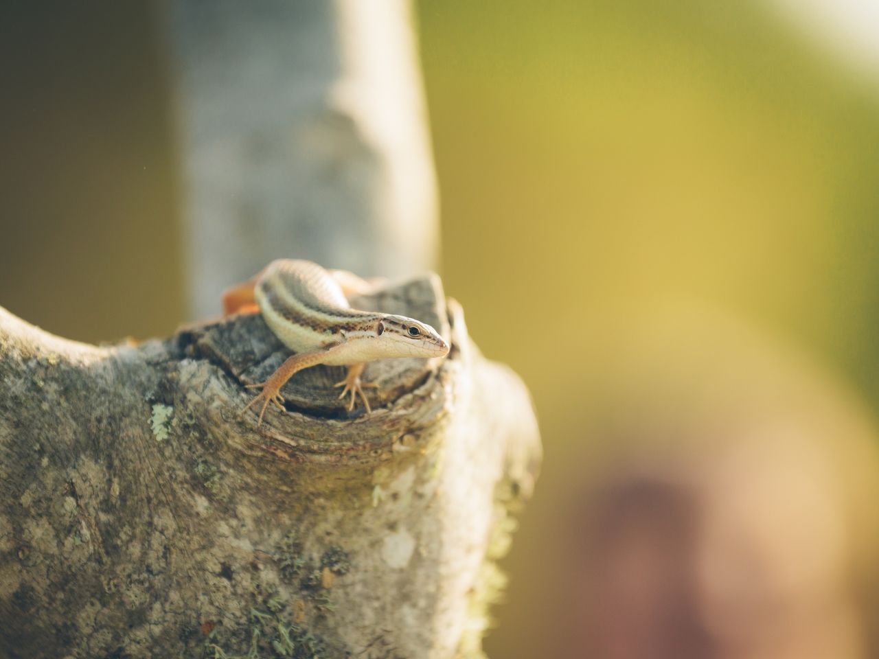 Close-up of lizard on tree trunk