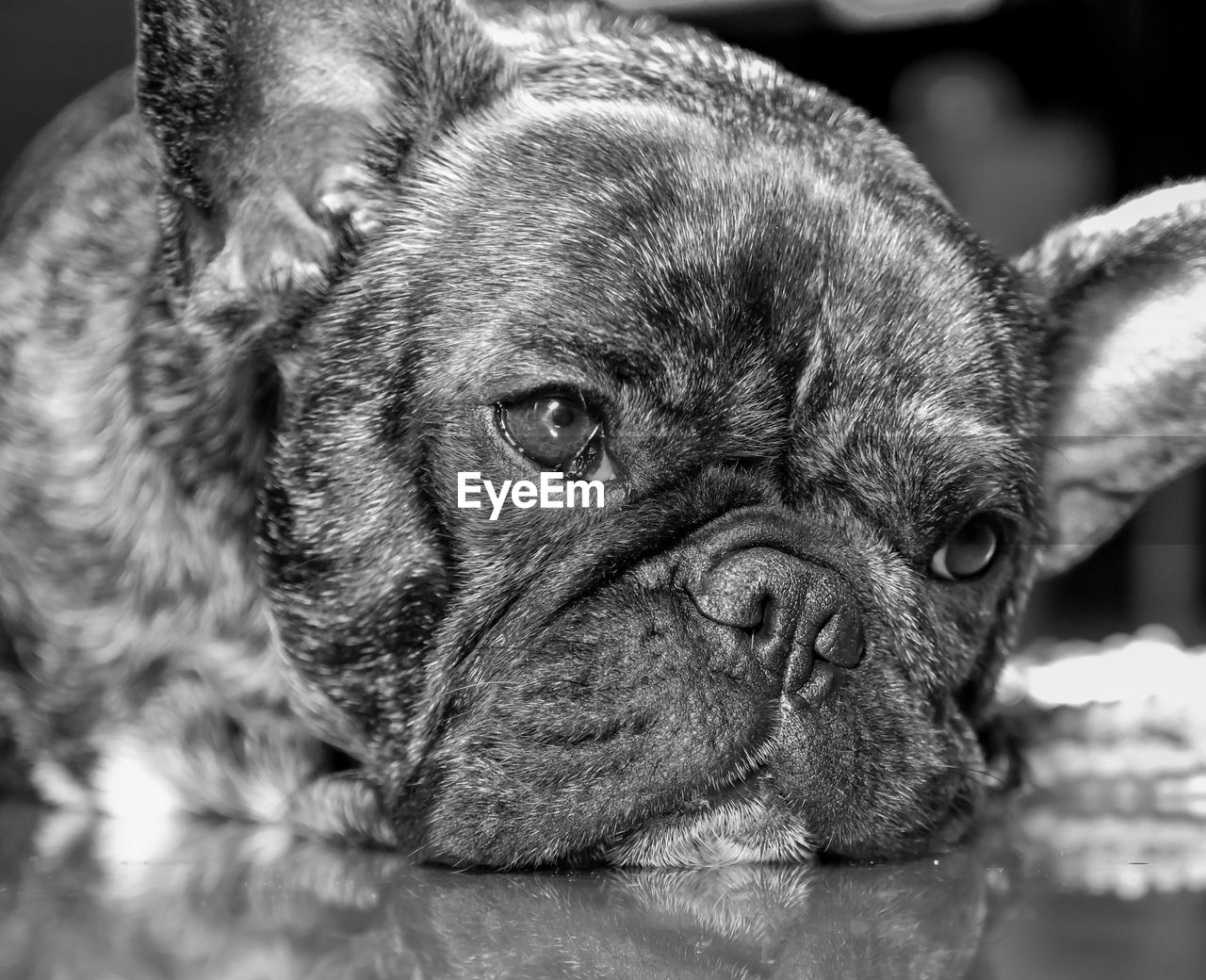 Close-up portrait of a dog