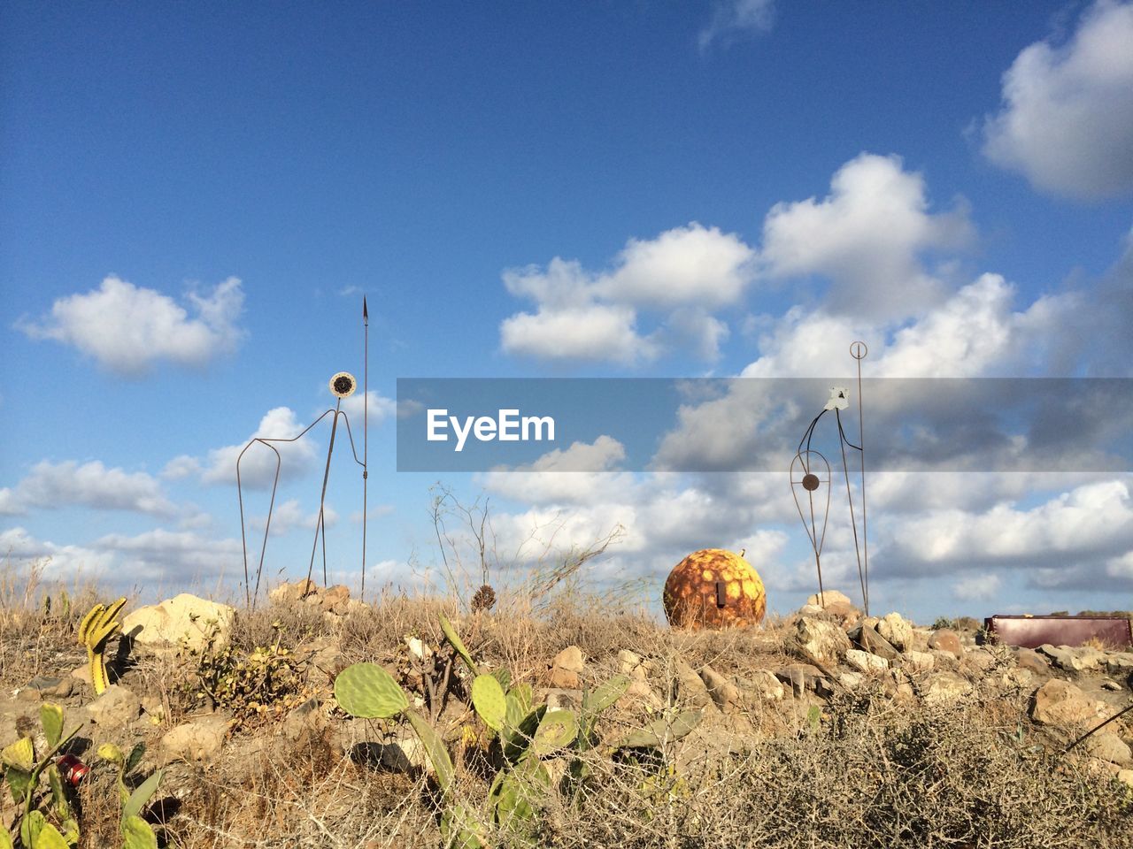 PLANTS GROWING ON FIELD AGAINST SKY