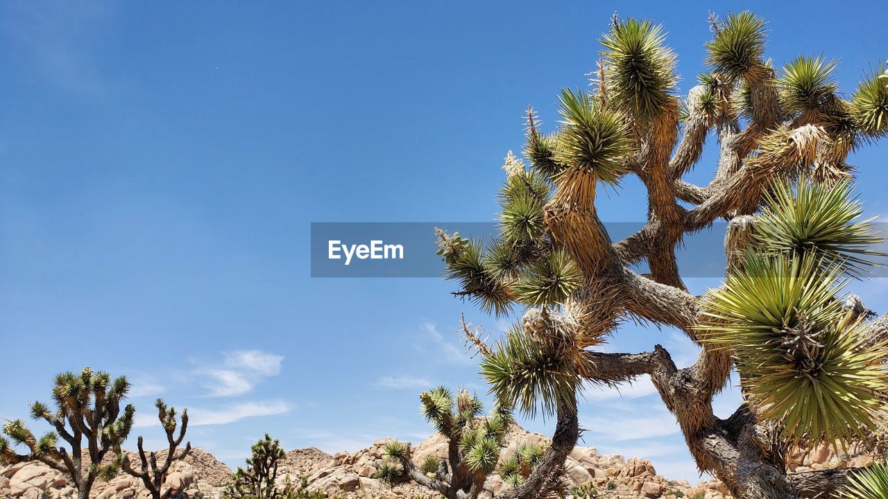 Low angle view of joshua trees against sky