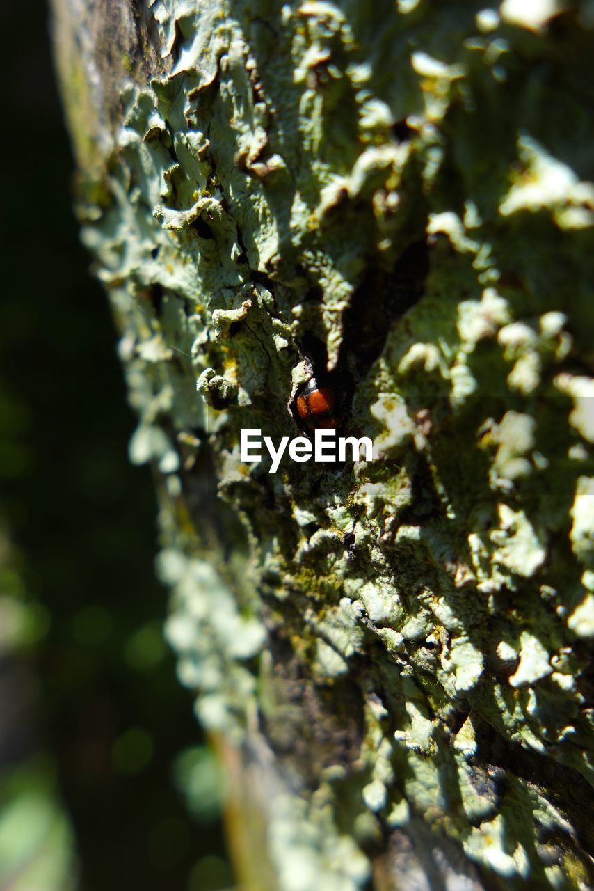 CLOSE-UP OF LADYBUG ON PLANT