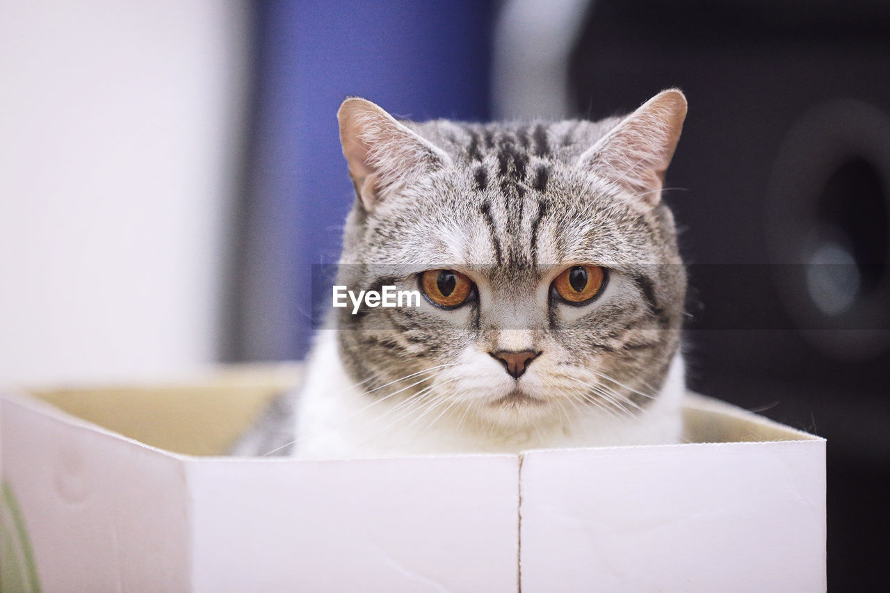 Close-up portrait of cat