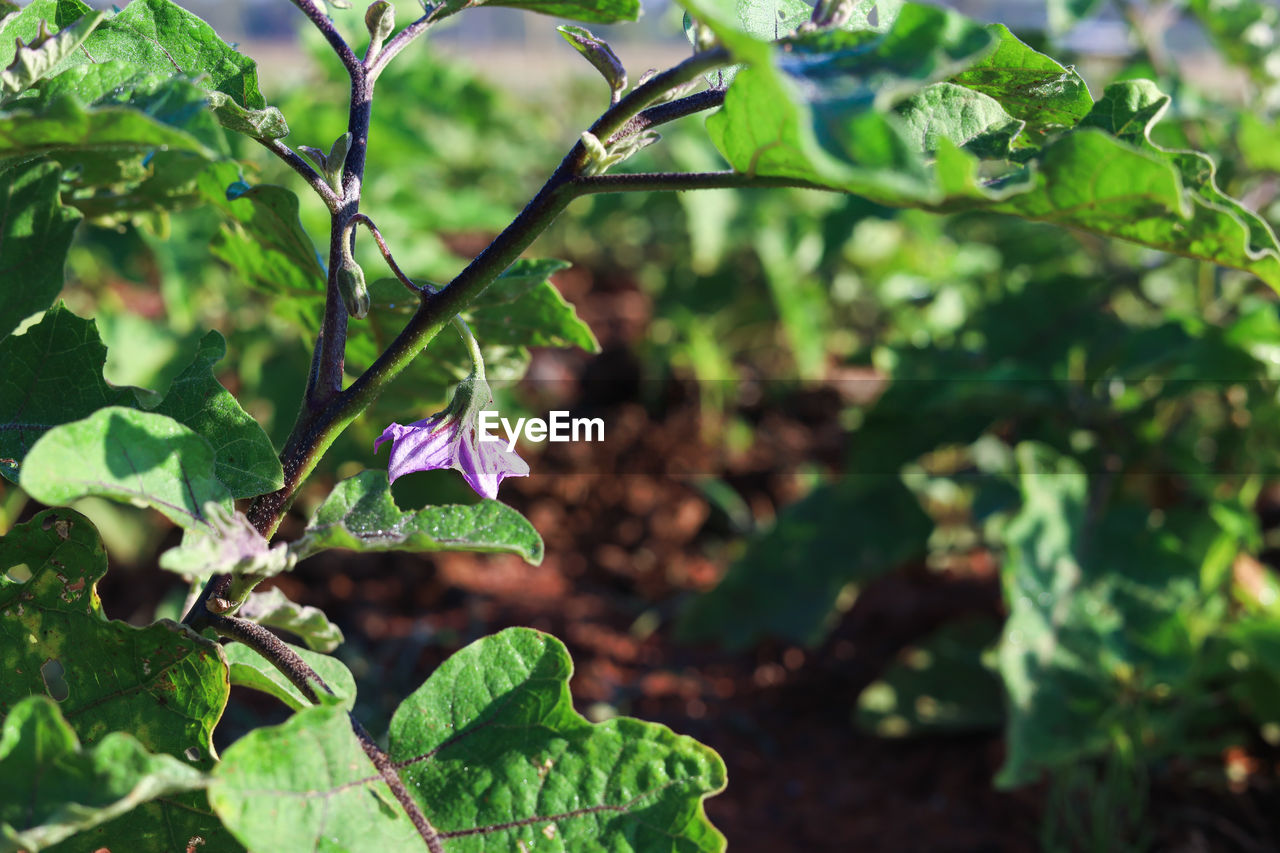 plant, leaf, plant part, green, nature, growth, tree, flower, produce, beauty in nature, garden, no people, branch, freshness, food and drink, shrub, food, outdoors, day, focus on foreground, land, flowering plant, healthy eating, close-up, fruit, agriculture, environment, sunlight