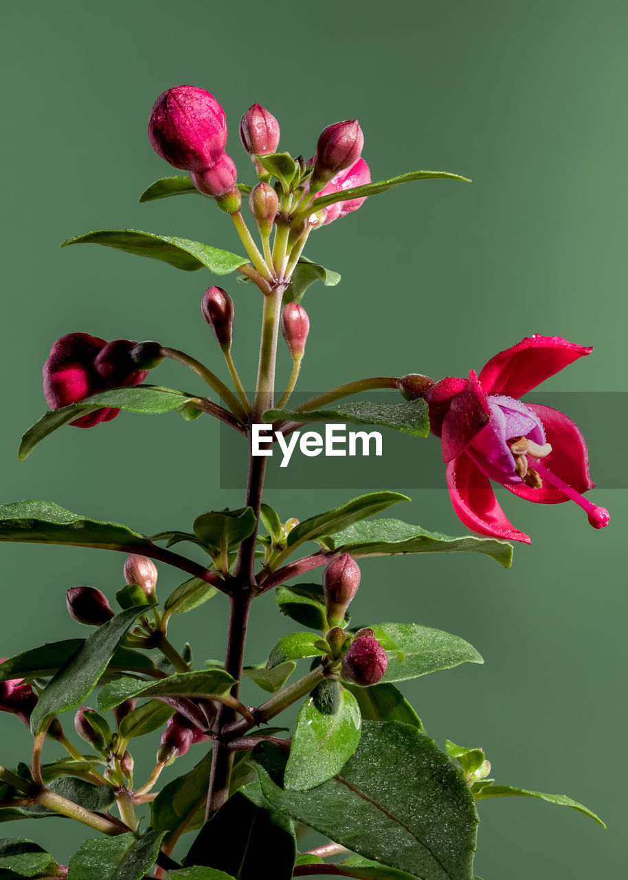 plant, flower, flowering plant, beauty in nature, plant part, leaf, freshness, nature, growth, petal, close-up, no people, flower head, fragility, pink, green, red, inflorescence, colored background, outdoors, plant stem, tree, blossom