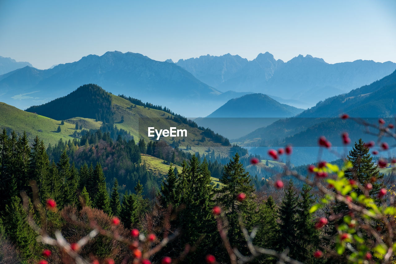 SCENIC VIEW OF TREES AND MOUNTAINS AGAINST CLEAR SKY