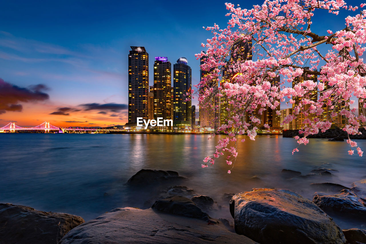 Night of busan with cherry blossoms