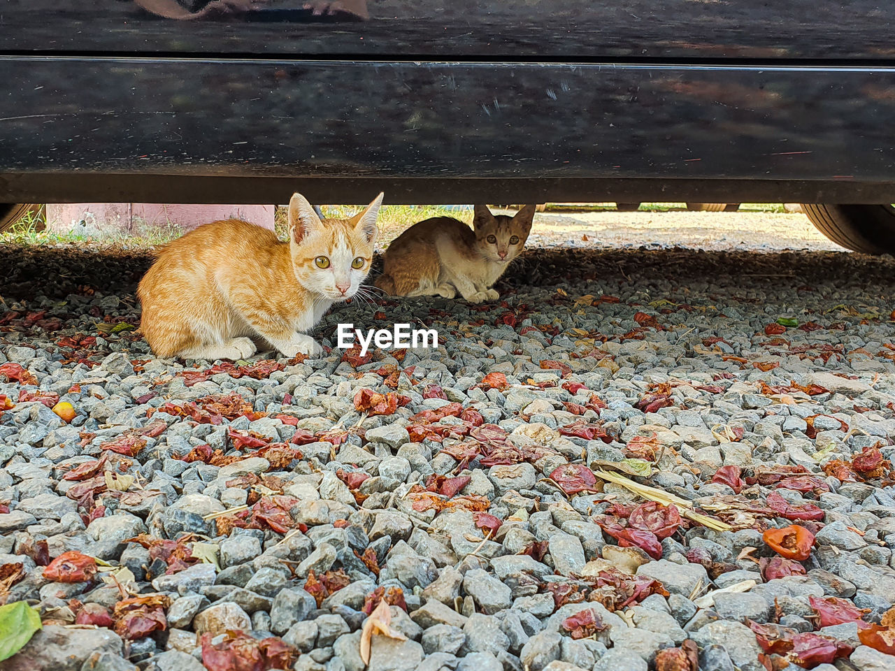 VIEW OF CAT SITTING ON ROAD