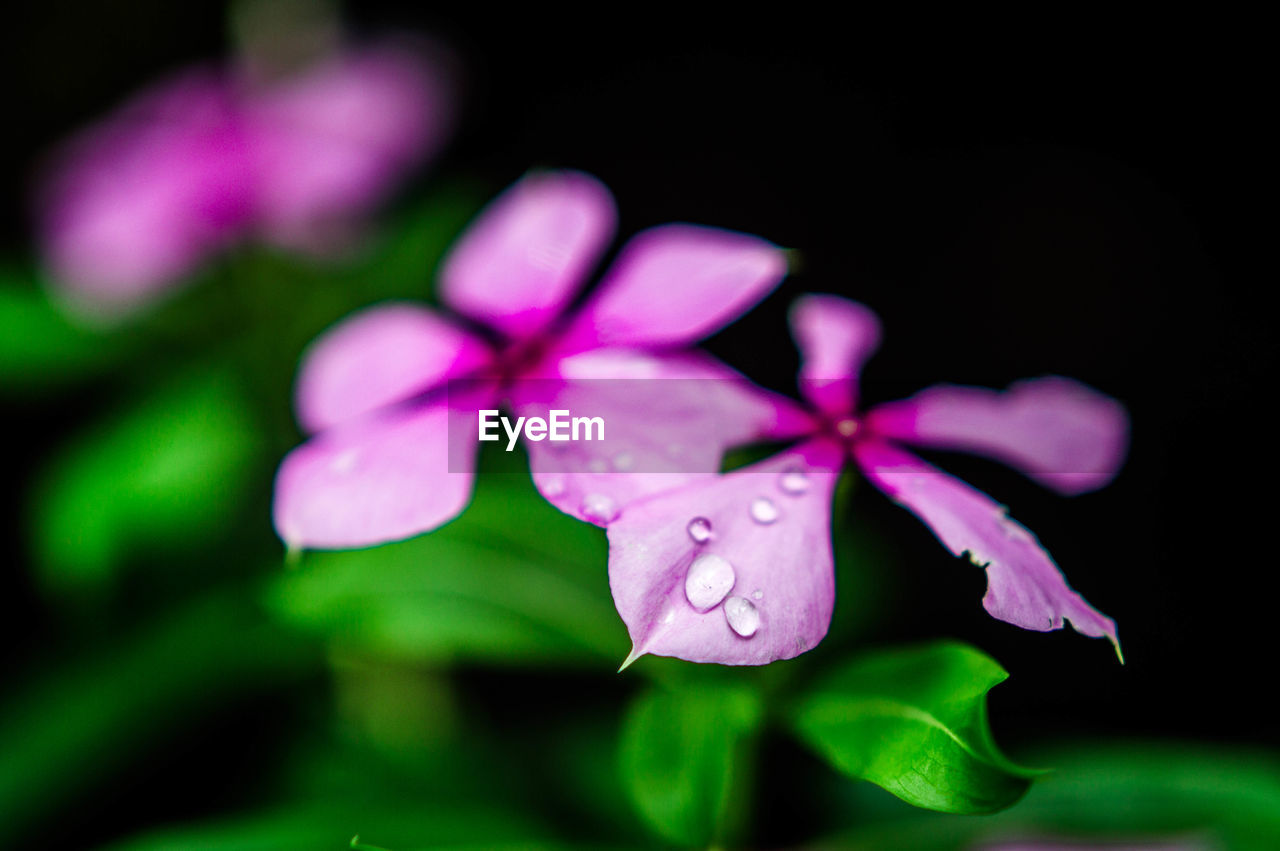 CLOSE-UP OF PINK FLOWERS