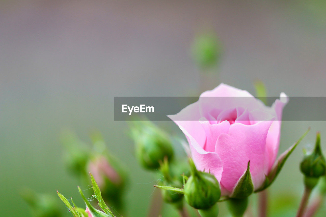 flower, flowering plant, plant, beauty in nature, pink, freshness, petal, nature, close-up, macro photography, flower head, rose, inflorescence, leaf, fragility, plant part, no people, springtime, outdoors, copy space, focus on foreground, growth, green, bud, selective focus, summer, blossom, environment, plant stem