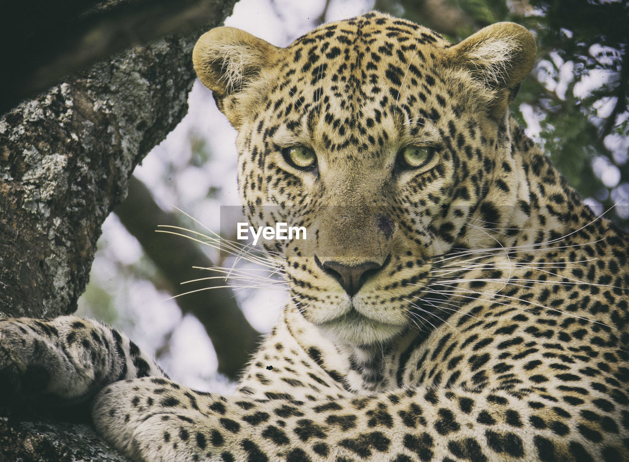 Close-up of leopard on branch