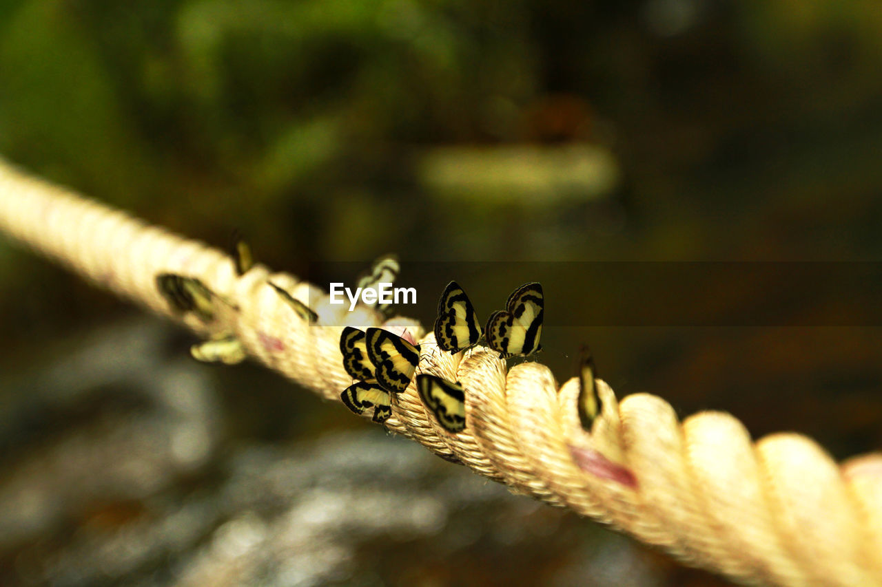 Close-up of butterflies on rope