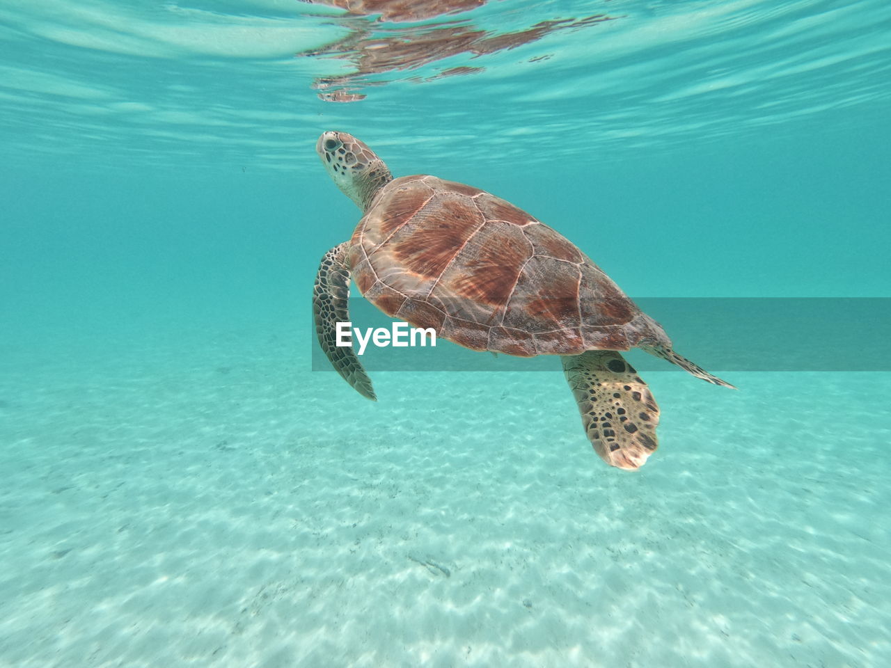 Sea turtle swimming in undersea