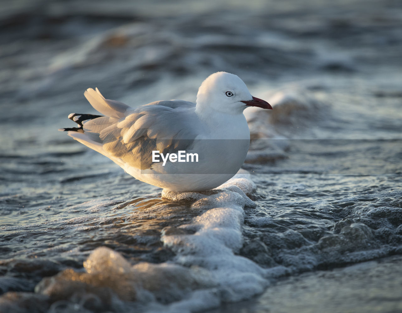 SEAGULLS PERCHING ON A SEA