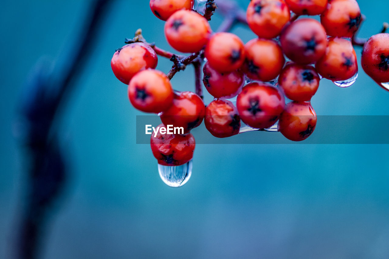Close-up of red berries with raindrops