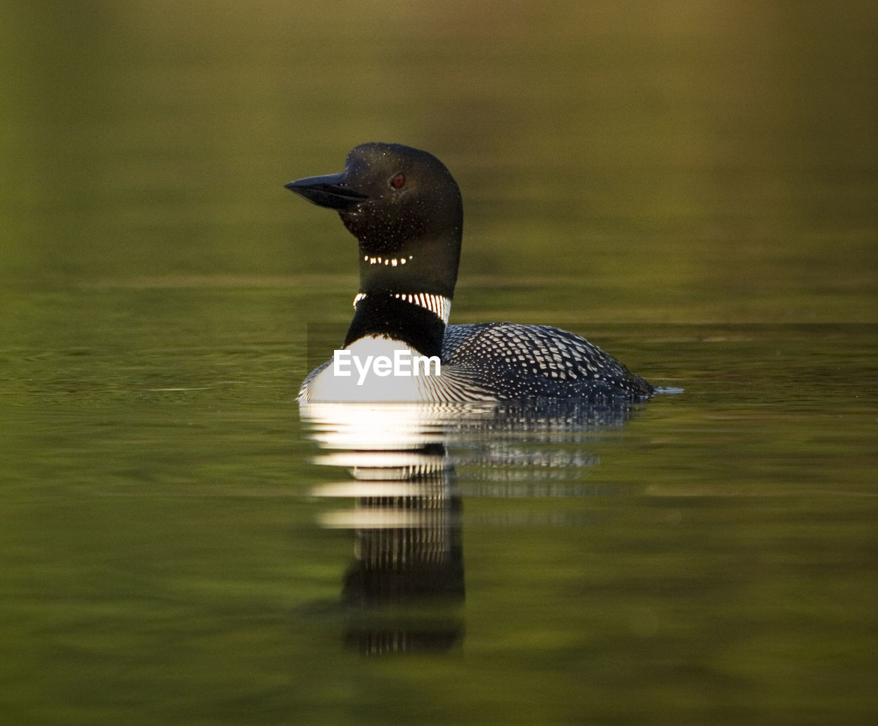 Close-up of loon swimming on lake