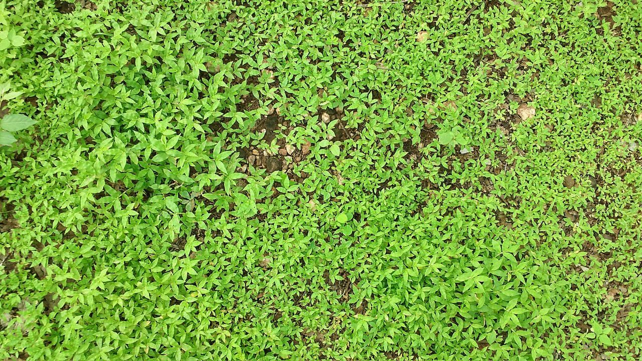 Full frame shot of leaves growing on field