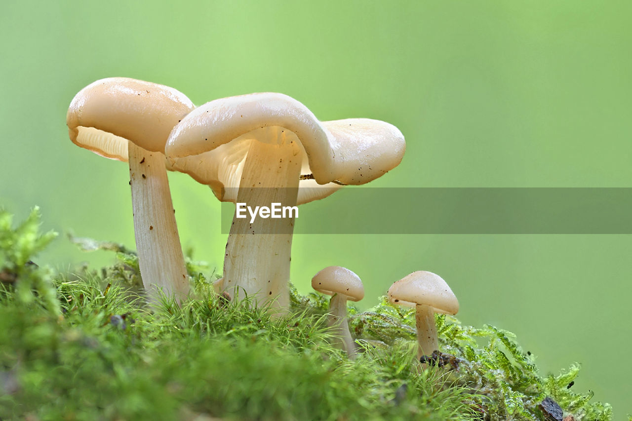 CLOSE-UP OF MUSHROOM GROWING ON FIELD DURING RAINY SEASON