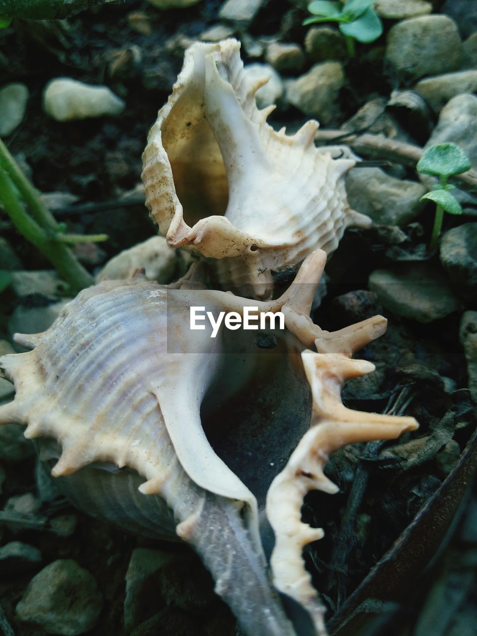 Close-up of fungus growing outdoors