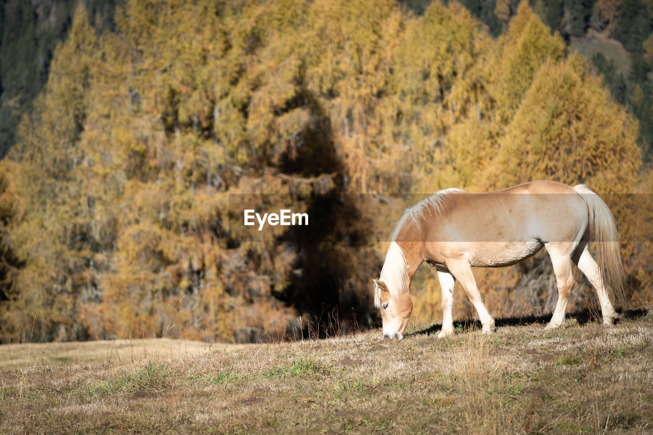 Orange horse grazing on pasture in autumnal orange landscape, dolomites, italy