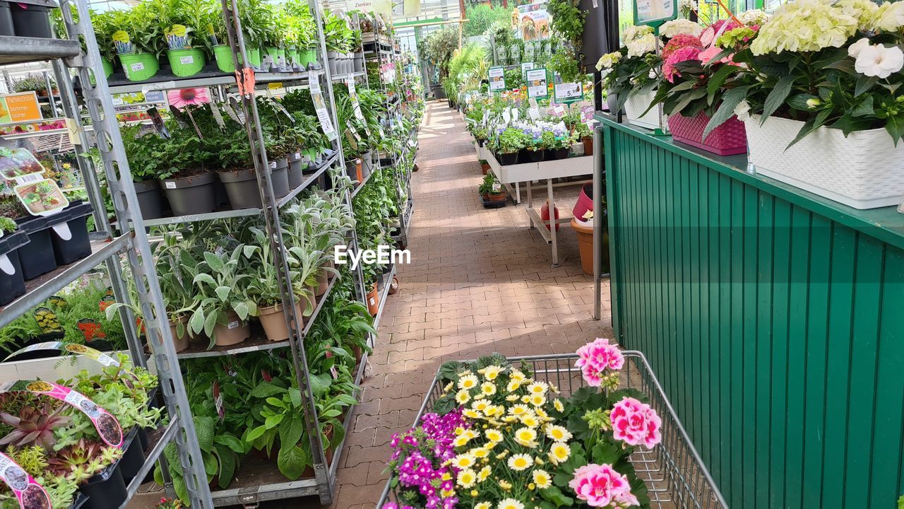 POTTED PLANTS IN A POT