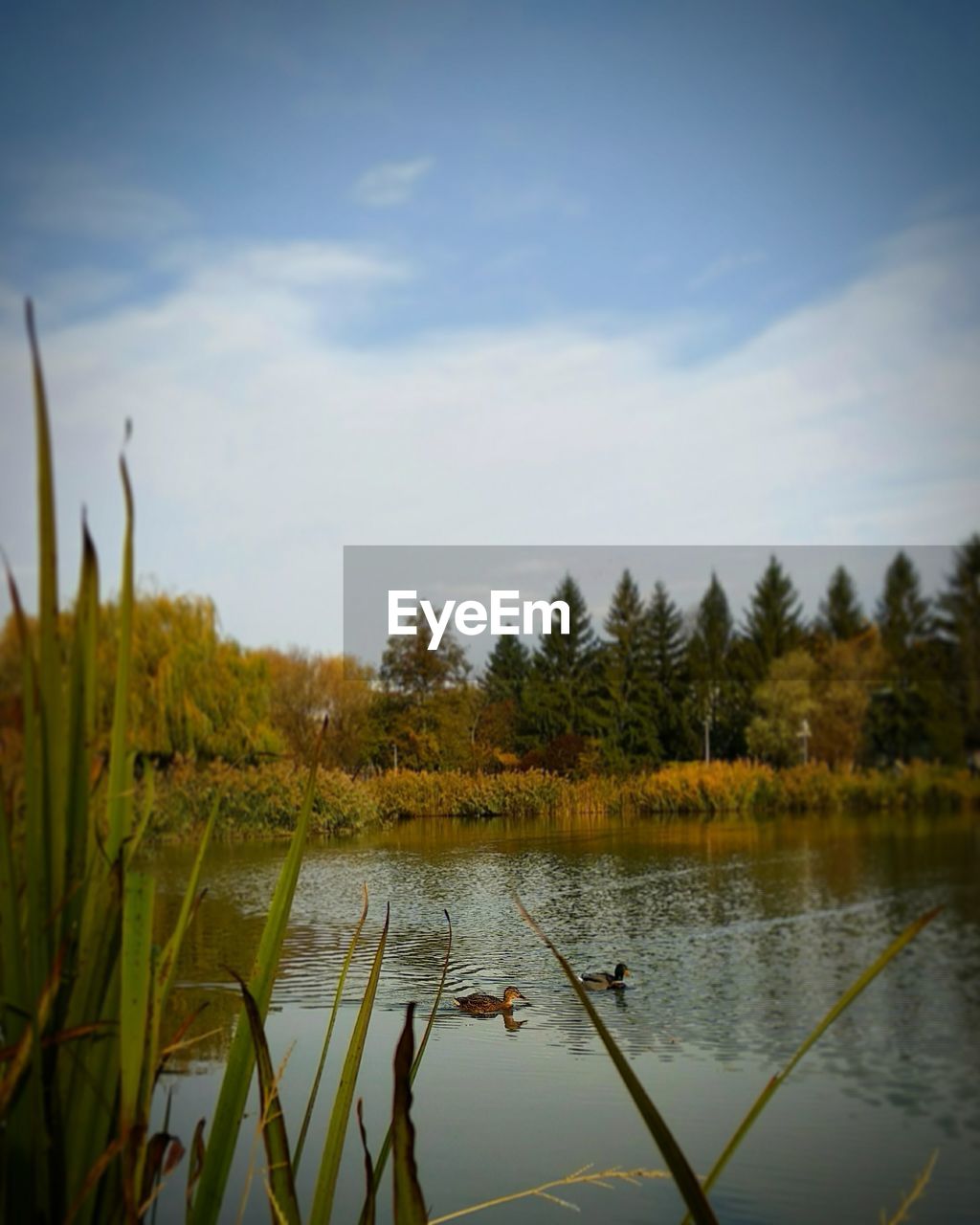 SCENIC VIEW OF LAKE WITH TREES AGAINST SKY