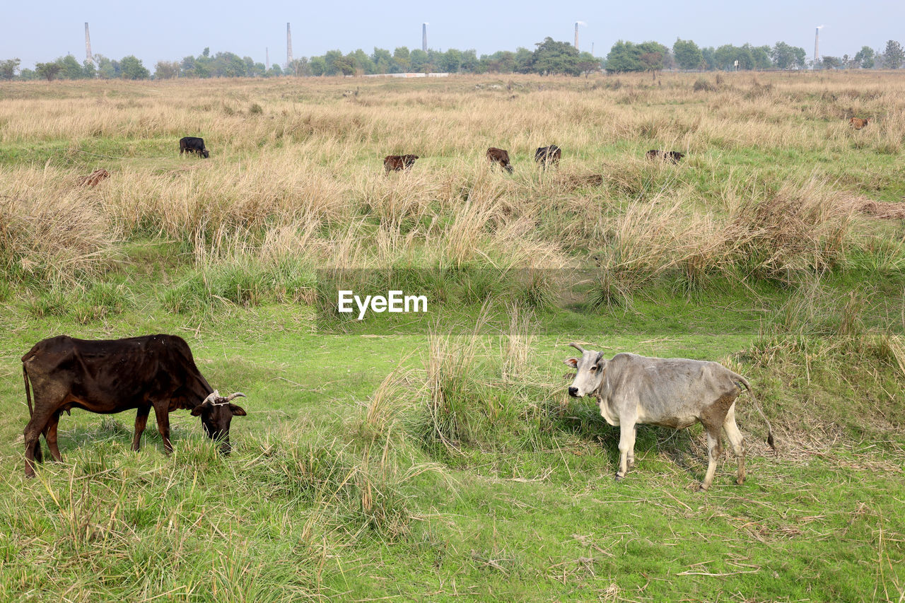 animal, mammal, animal themes, pasture, grassland, grass, group of animals, grazing, animal wildlife, plant, herd, wildlife, prairie, nature, environment, landscape, field, no people, domestic animals, livestock, plain, land, meadow, cattle, rural area, agriculture, natural environment, outdoors, day, sky, travel destinations, savanna, two animals, scenics - nature