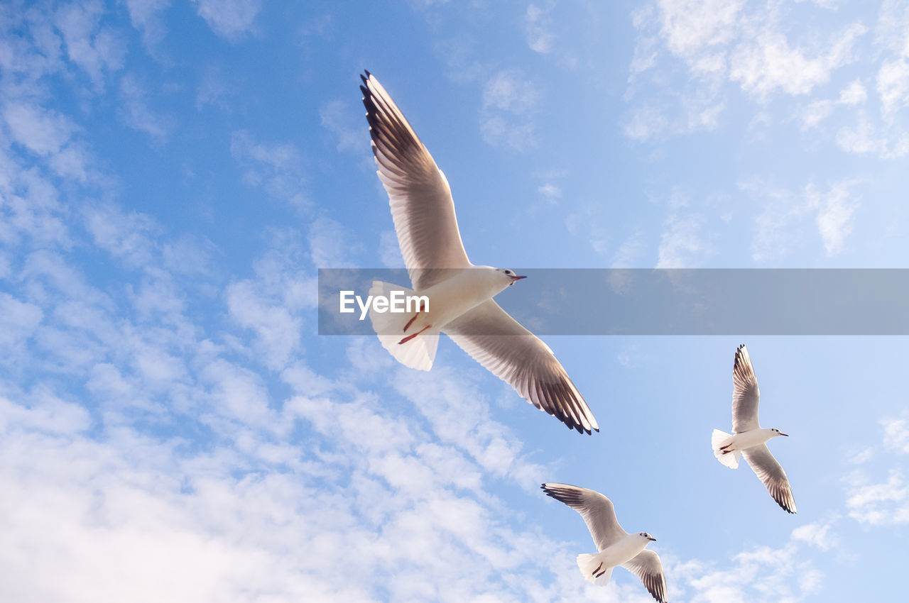 LOW ANGLE VIEW OF SEAGULL FLYING