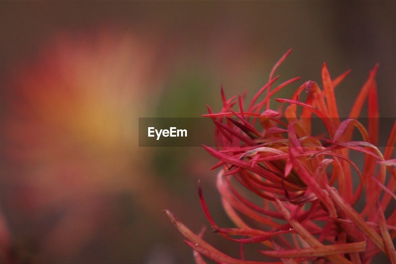 Close-up of red flowering plant