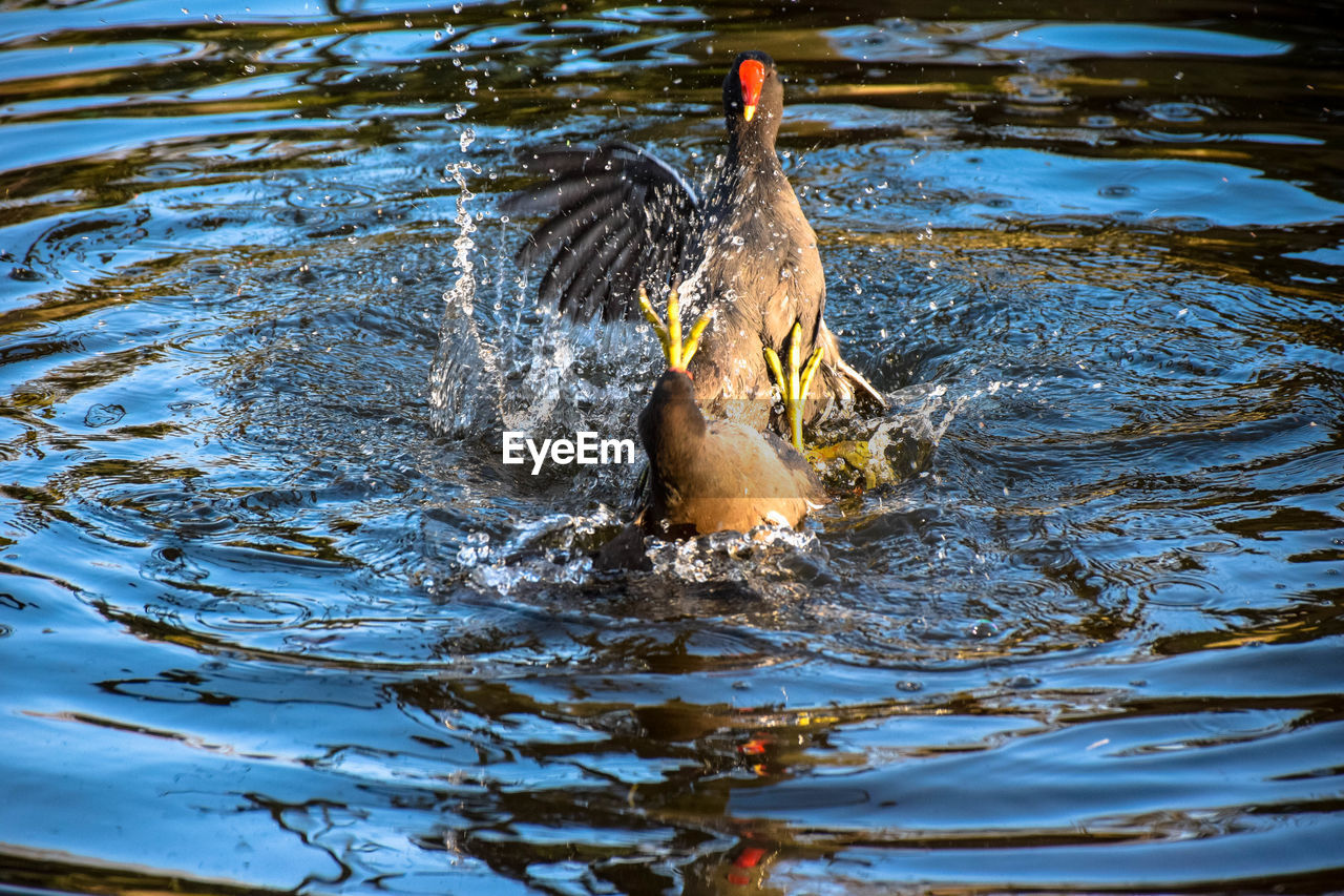 CLOSE-UP OF DUCK IN LAKE