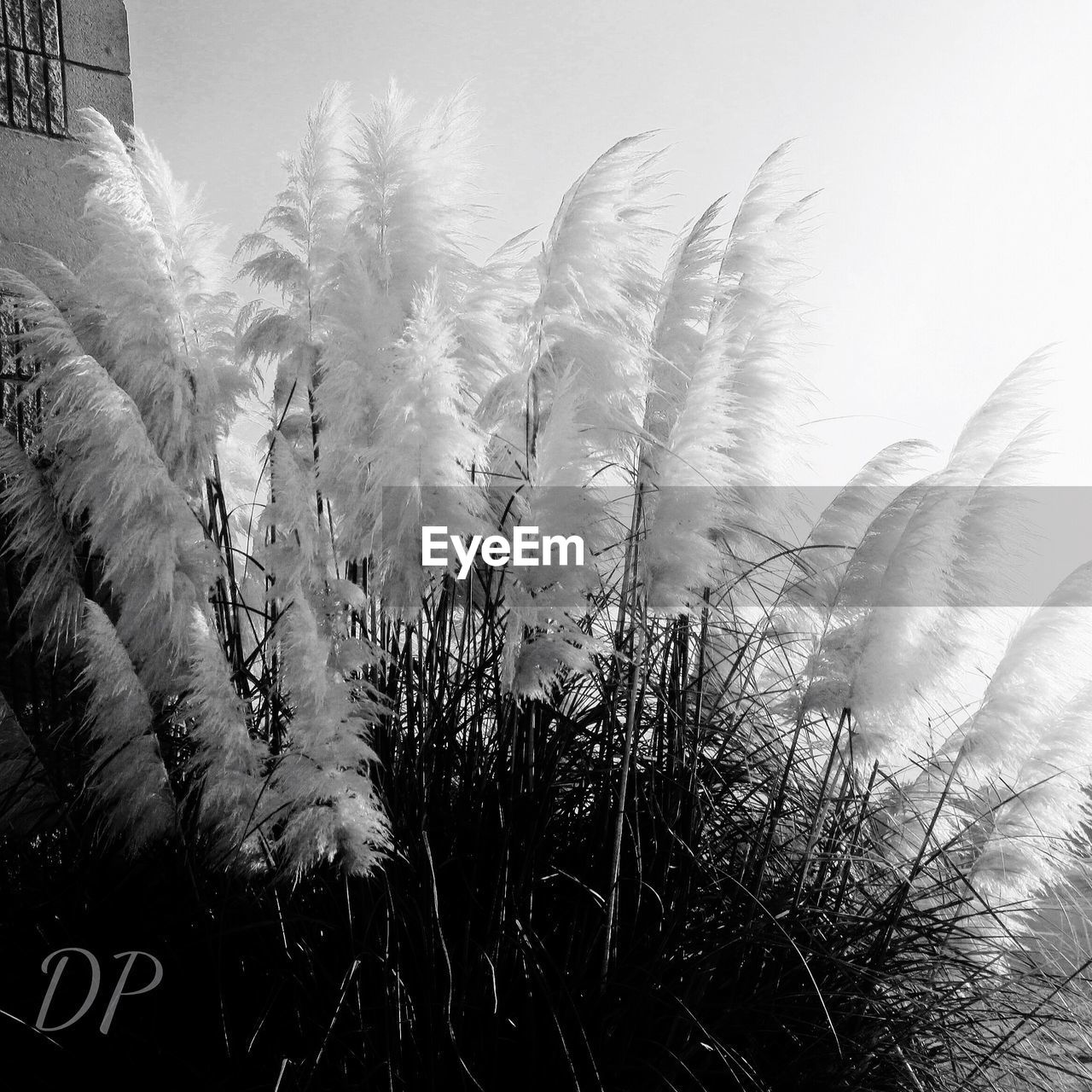 CLOSE-UP OF FEATHER ON GRASS