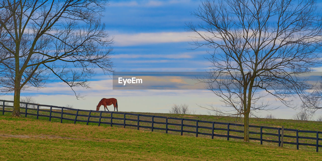 Thoroughbred horse grazing in a field with cloudy skies.